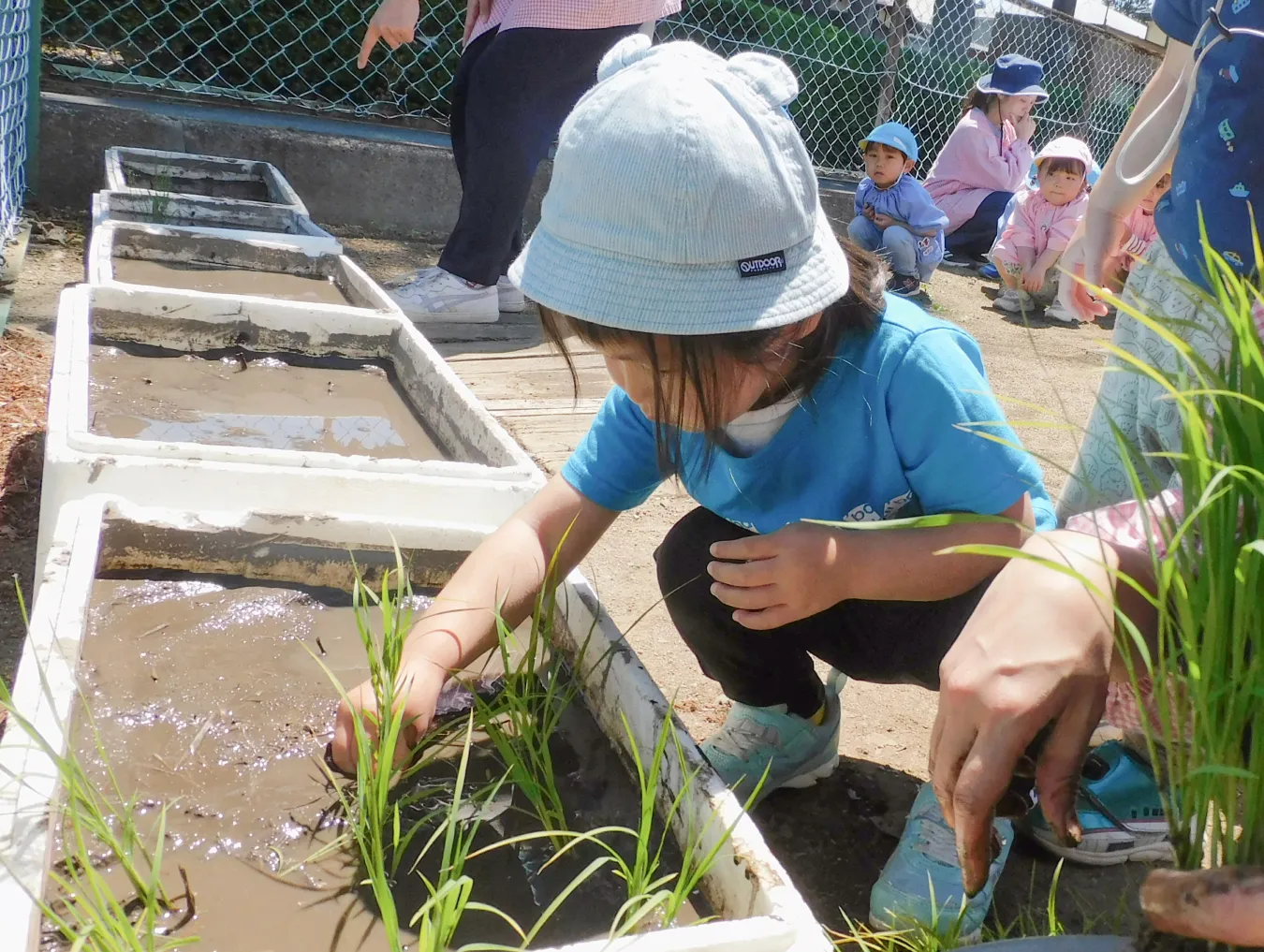 子どもが田植えをする様子